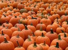 Rows and rows of bright orange pumpkins