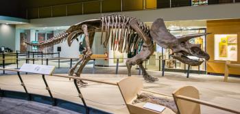 Skeleton of a triceratops, shown on display at the Cleveland Museum of Natural History.