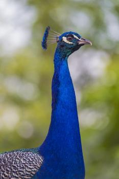 Peacock sticking its head straight up in the air.