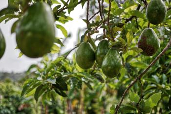 Several green avocados hang from a tree.