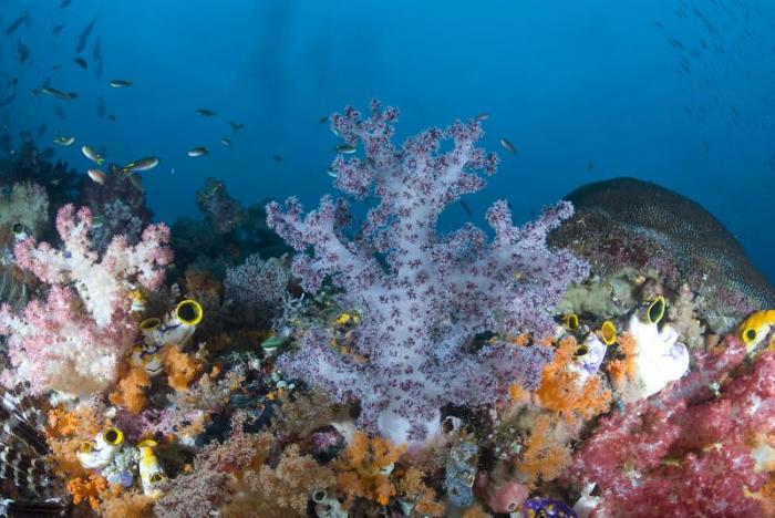 A colorful reef with different types of coral depicted against a deep blue background of ocean.  Tiny fish swim amongst the coral’s branches.