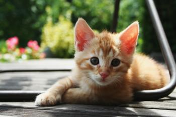 A kitten lounges in the sun