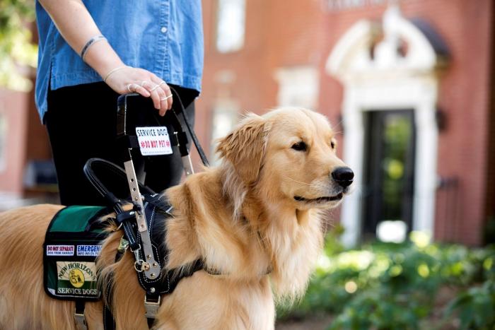 Photo of a golden retriever service dog in uniform